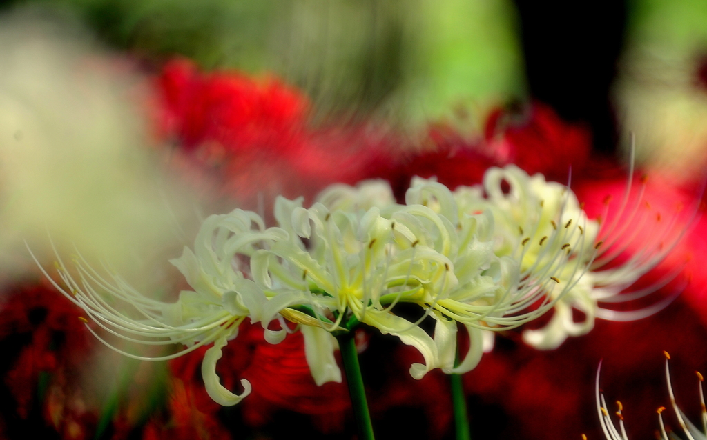 White amaryllis2