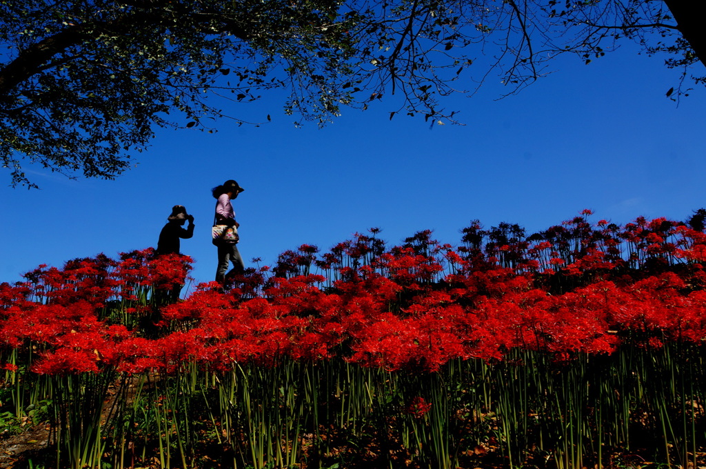 彼岸花の堤道３