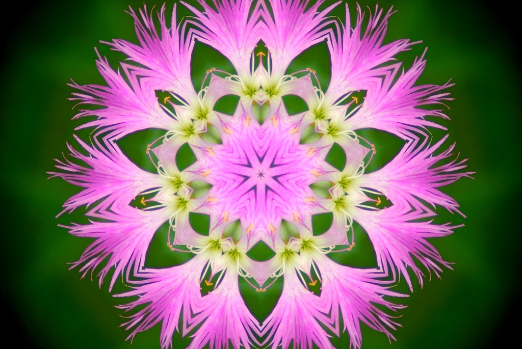 Flower Fairy１