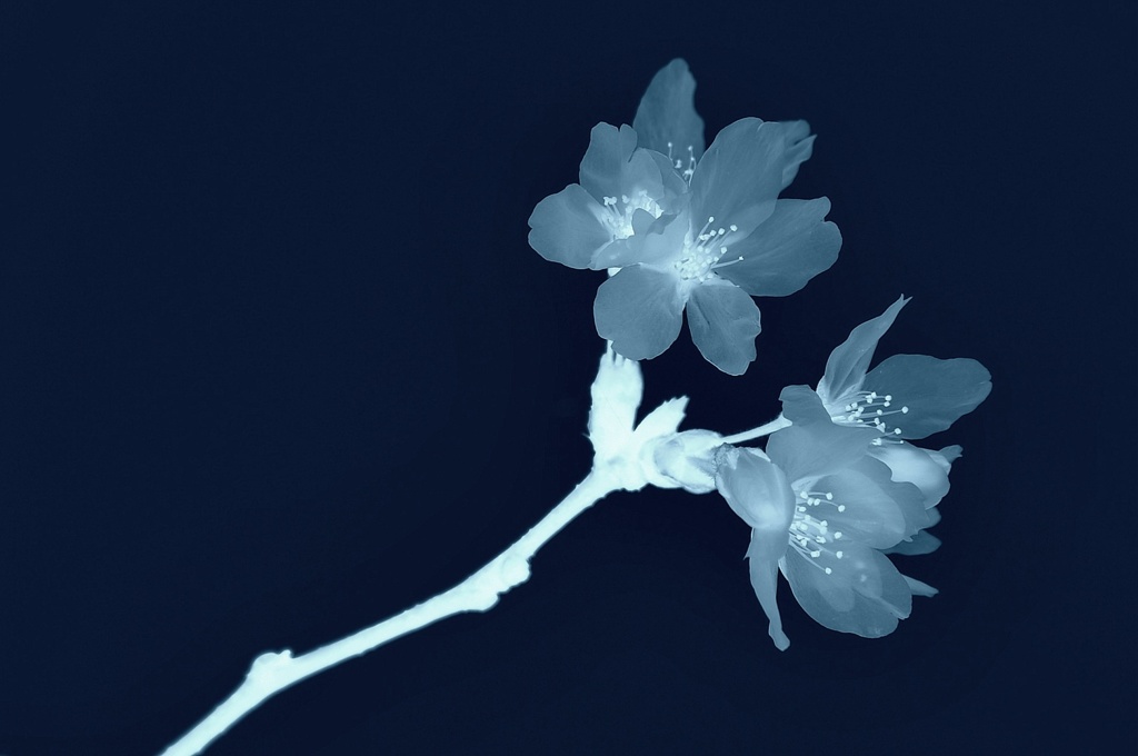 2016桜花–26