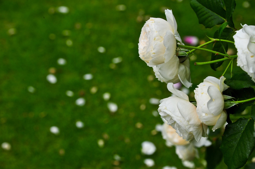 薔薇　１