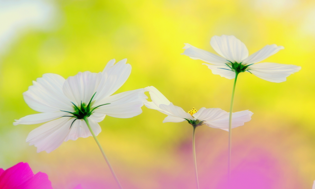 秋桜爽やか