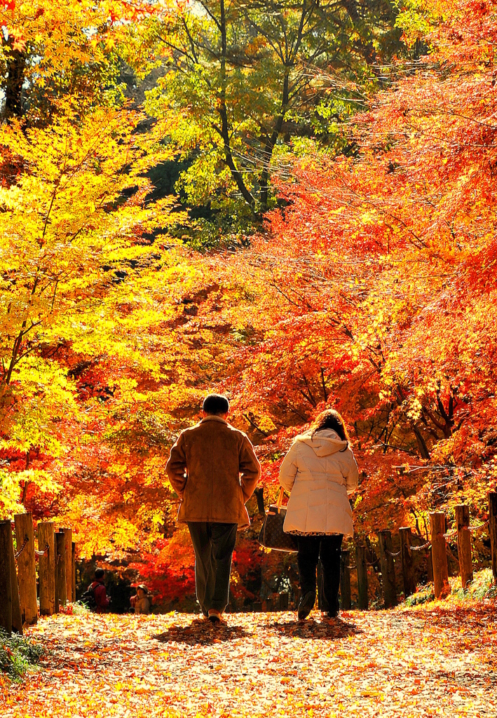 人生の秋 照紅葉の道を歩みゆく・・