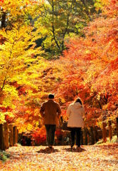 人生の秋 照紅葉の道を歩みゆく・・