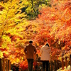 人生の秋 照紅葉の道を歩みゆく・・