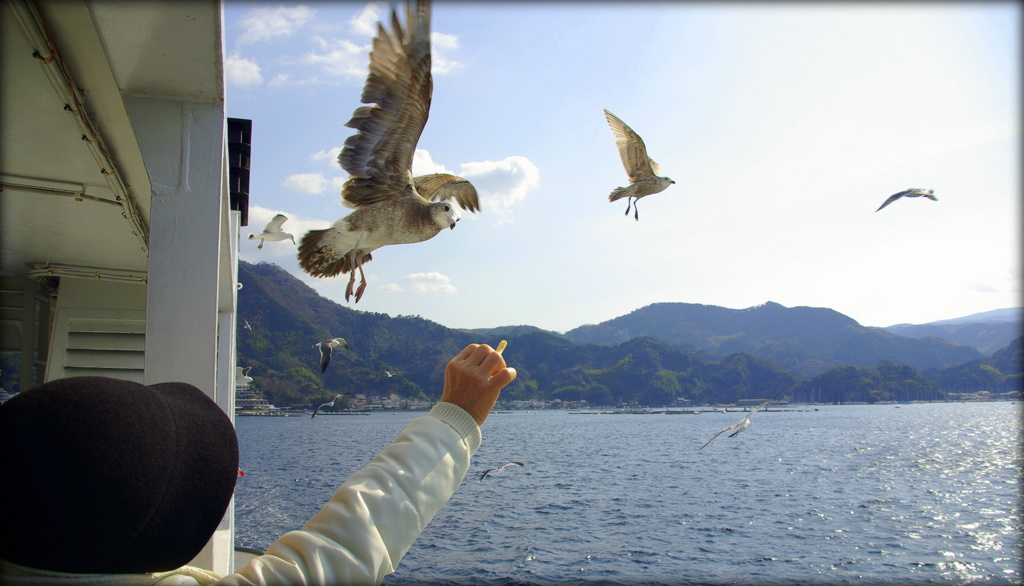 a sea gull　はいあげる～