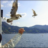 a sea gull　はいあげる～