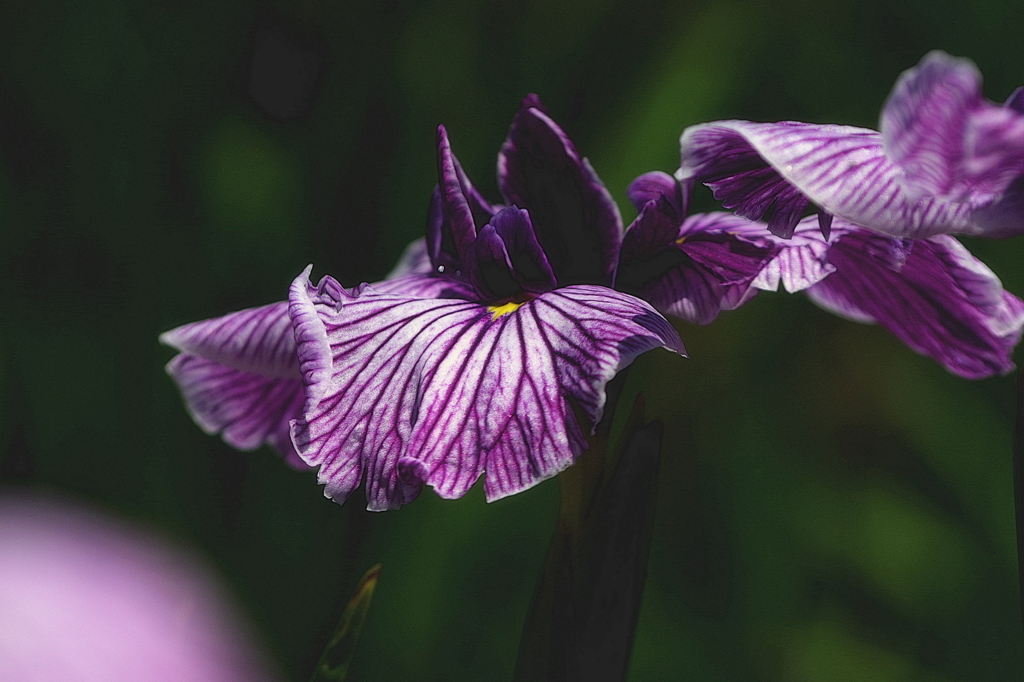 花紋