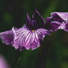 花紋