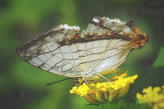 papillon１