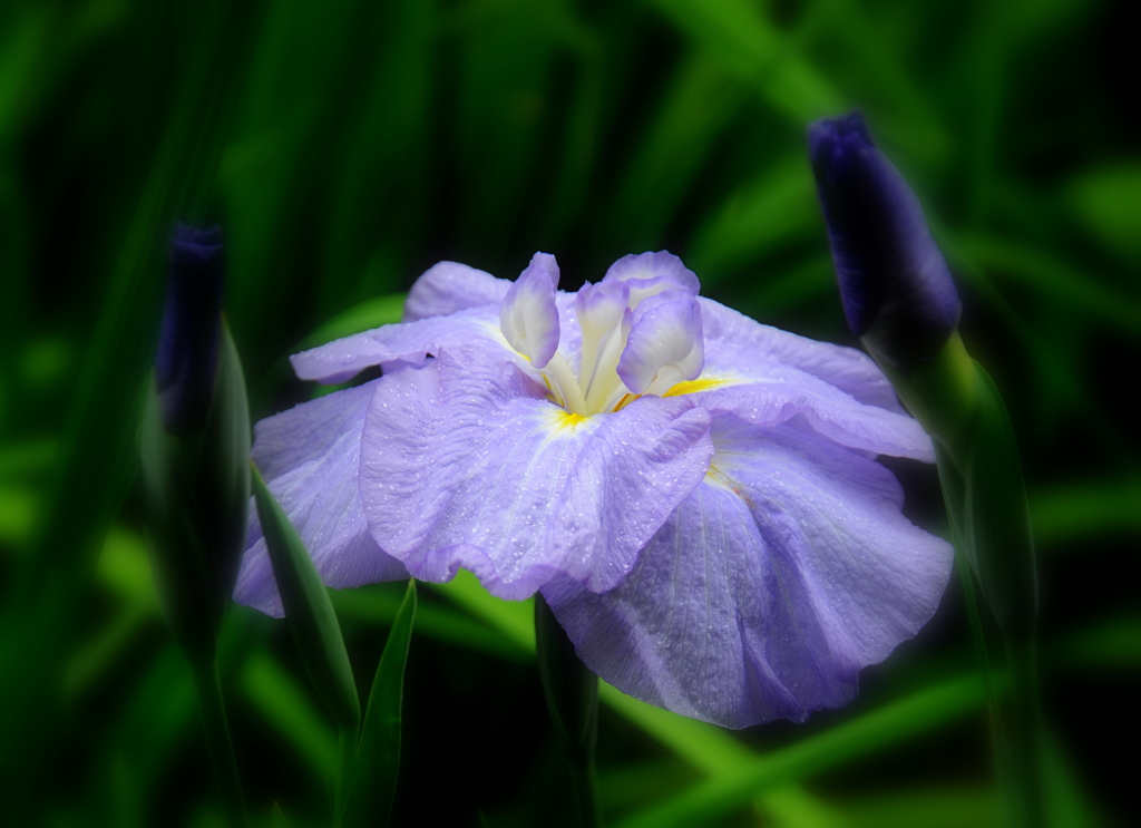 花菖蒲４