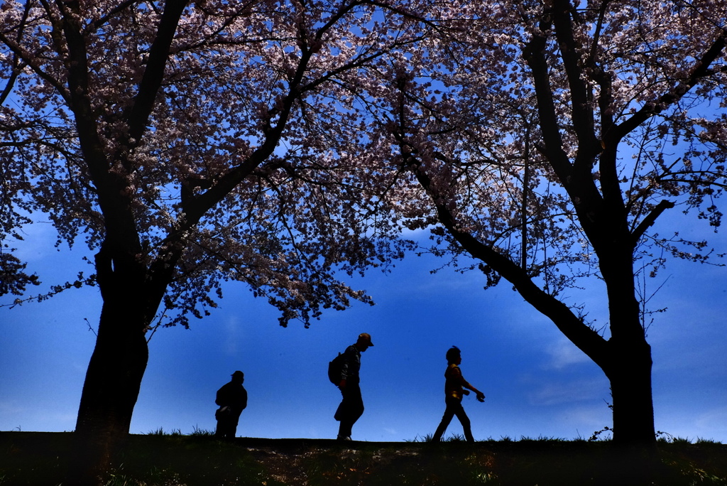 満開の桜樹往来-7(2016桜花-17)