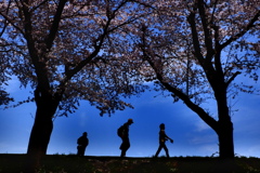 満開の桜樹往来-7(2016桜花-17)