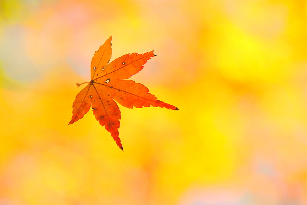秋を舞う紅葉