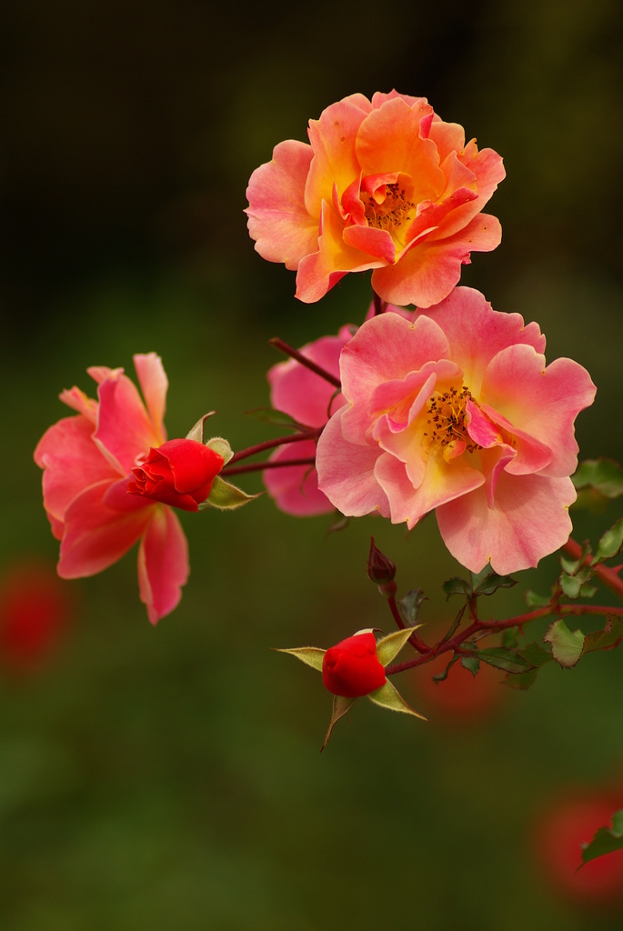 薔薇１