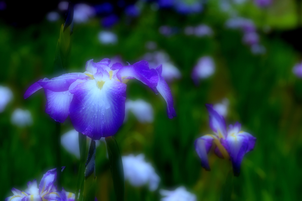 花菖蒲（２）