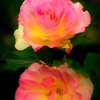 秋薔薇