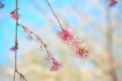 薄花桜３