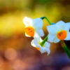 Goodbye winter flowers