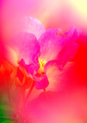 淡赤薔薇