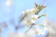 清明の桜花２