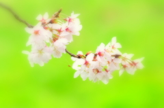 2016桜花-5