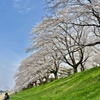 堤桜１