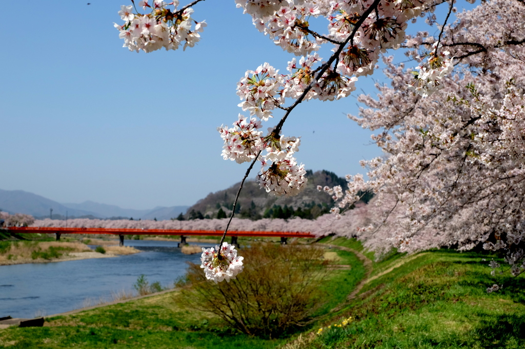 角館桧内川堤桜並木-1