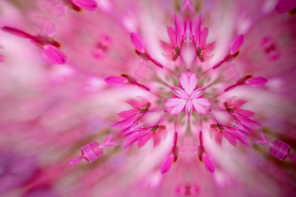 秋桜扇風２