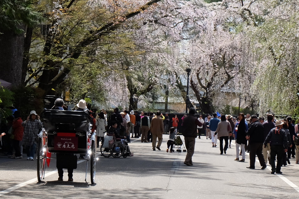 角館武家屋敷枝垂桜-3