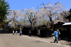 角館武家屋敷枝垂桜-5