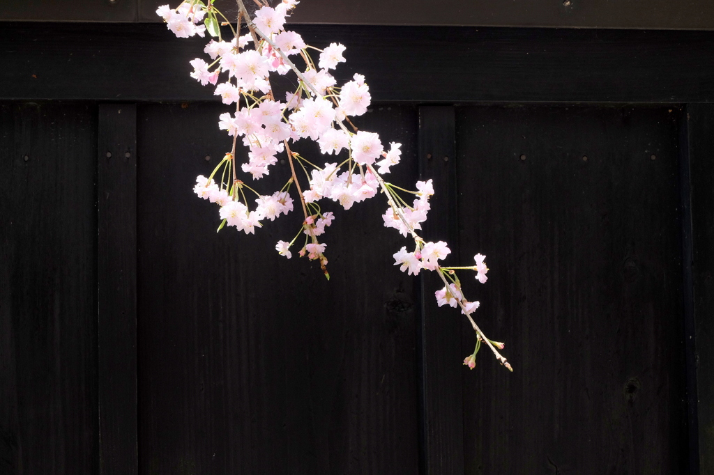 角館武家屋敷枝垂桜-4