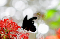 紅い花と黒い蝶