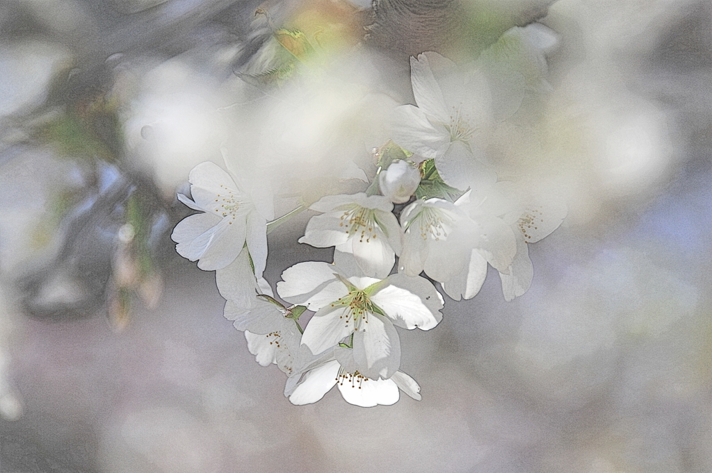 まぶしい桜