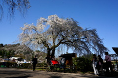 角館武家屋敷枝垂桜-2