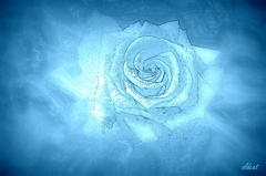 Blue rose dream