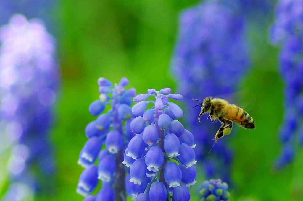 ムスカリの蜜集めに夢中
