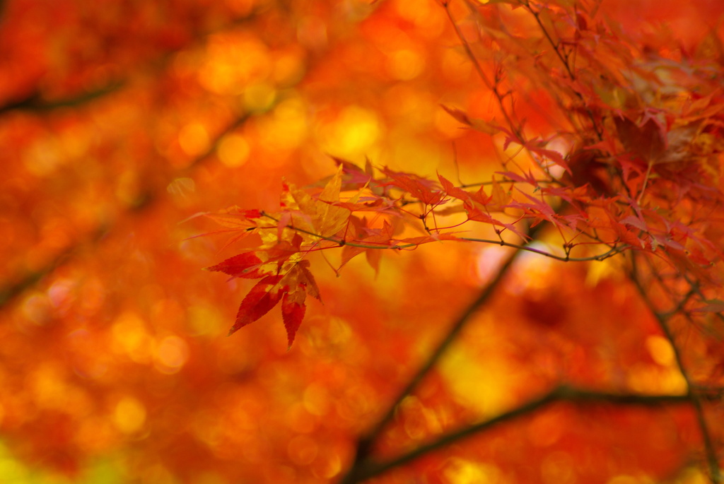 木漏れ日の紅葉三