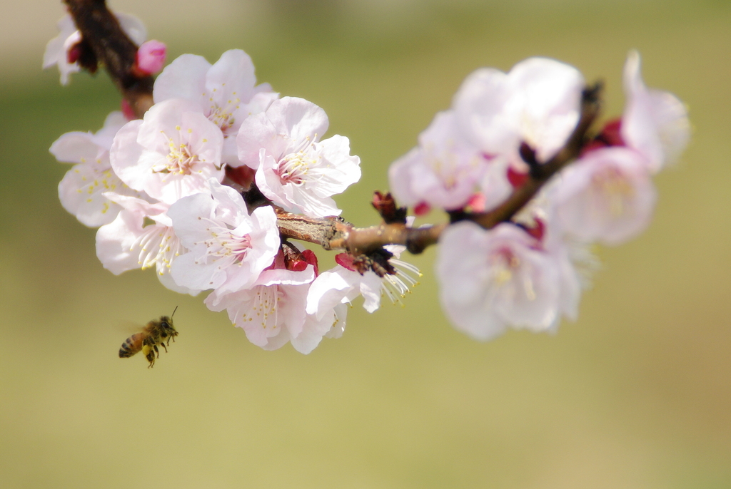蜜蜂と梅