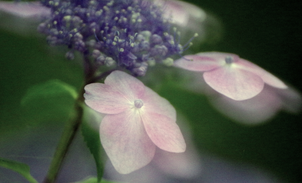 ここに花あり　trois