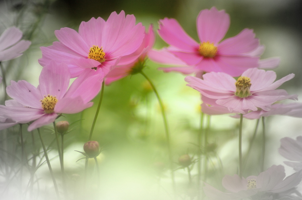 秋桜霞む１