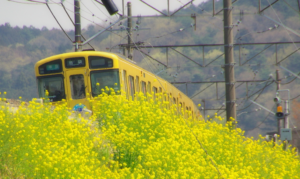 菜の花かき分け