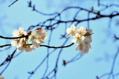 今年の桜花１