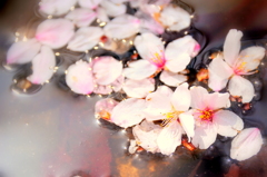 桜花散り沈む