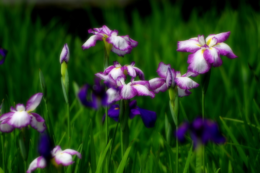 花菖蒲です