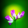 おぼえているかい　れんげ草よ