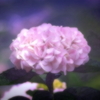 梅雨花２