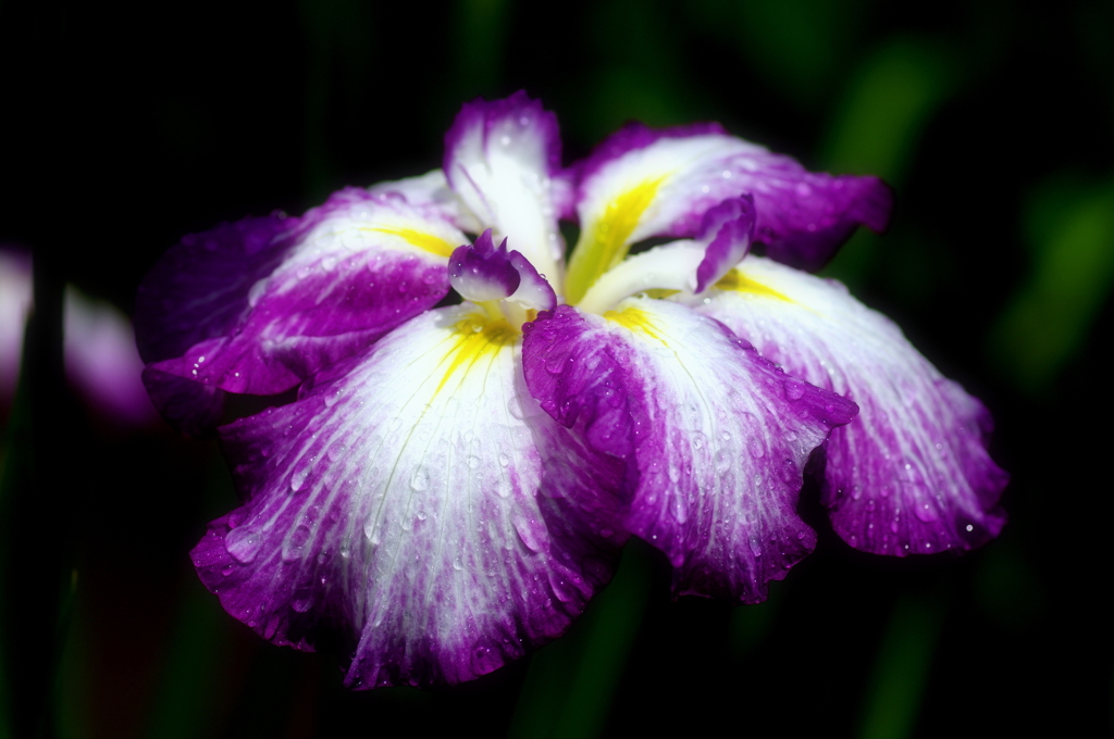 花菖蒲（３）