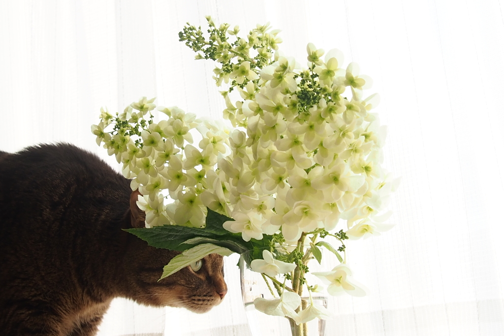 柏葉紫陽花　と　ねこ