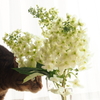 柏葉紫陽花　と　ねこ